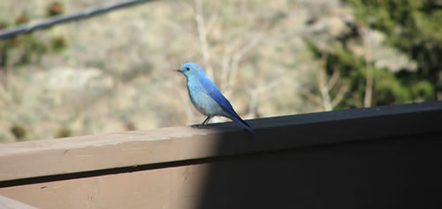Colorado bluebird - Active at Altitude